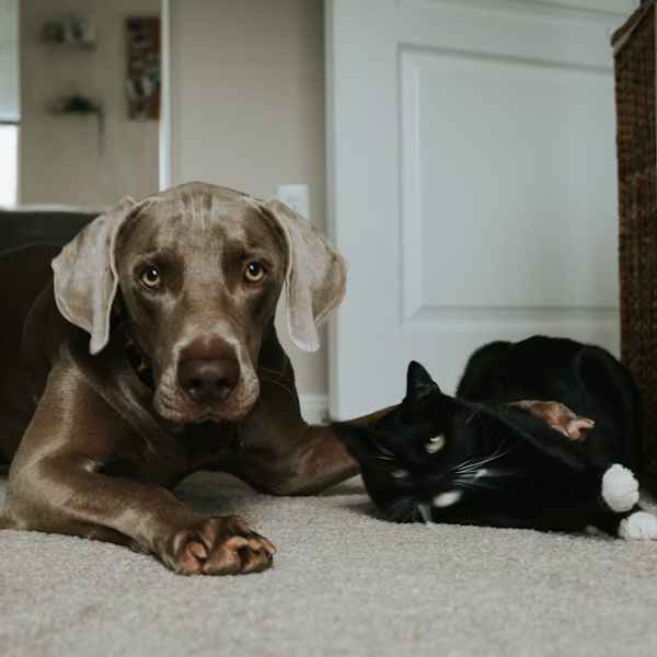 Pet Owners in Katy Rejoice: Ultimate Guide to Pet-Proofing Your Carpets!